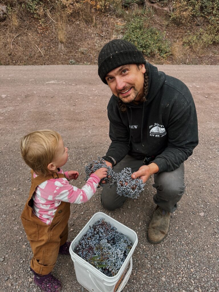 Father showing daughter how to harvest elderberry