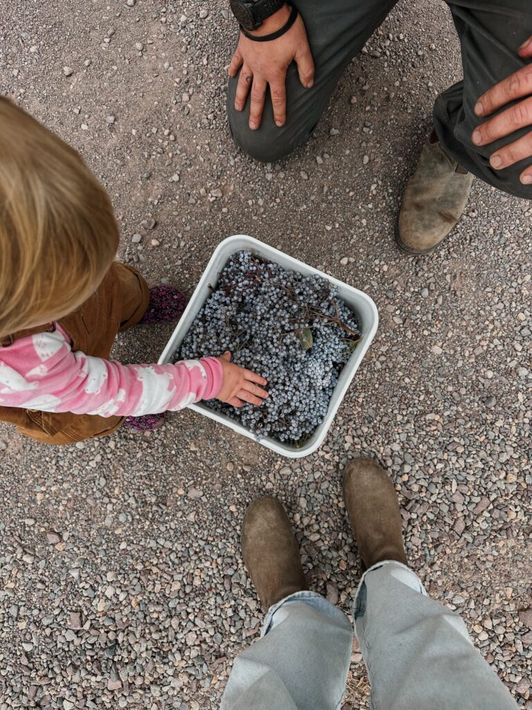 learn to harvest elderberry with us